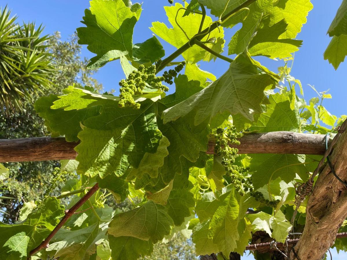 Finca Can Toni Den Real Sant Josep de sa Talaia Ngoại thất bức ảnh